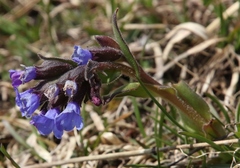 Pulmonaria australis