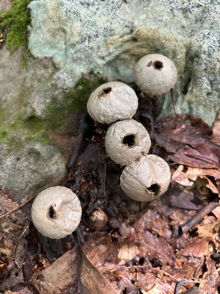 common puffball · August 2026 · photo: Photo: no rights reserved · iNaturalist