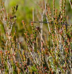 Stylapterus fruticulosus