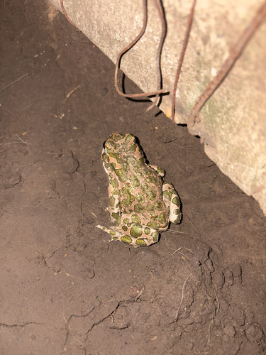 Green Toad