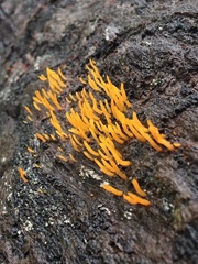 Calocera guepinioides