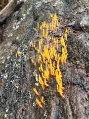 Calocera guepinioides