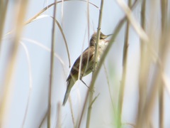 Acrocephalus orientalis