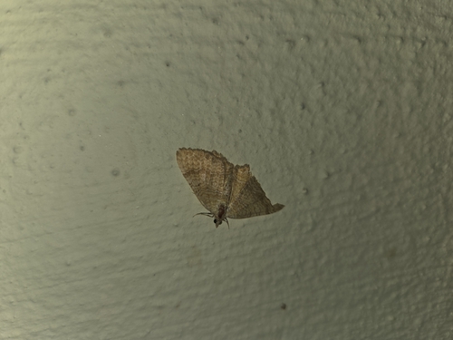 Yellow Shell Moth