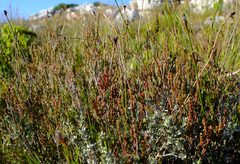 Stylapterus fruticulosus