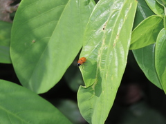 Coptocephala pallens