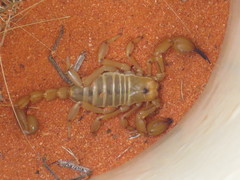 Urodacus yaschenkoi