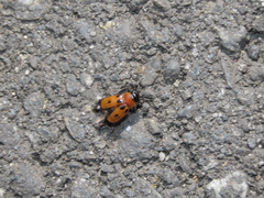 Coptocephala pallens