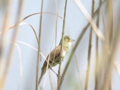Acrocephalus orientalis