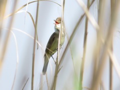Acrocephalus orientalis