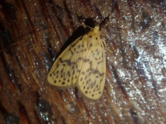 Miltochrista ashleigera