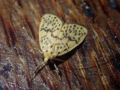 Miltochrista ashleigera