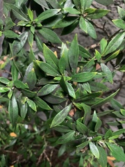 Bonellia macrocarpa