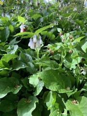 Symphytum × hidcotense