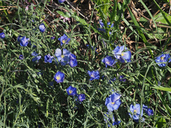 Linum perenne