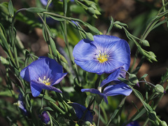 Linum perenne