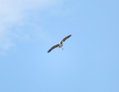 Ardea cinerea