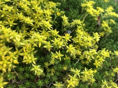 Sedum