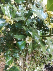 Ilex aquifolium