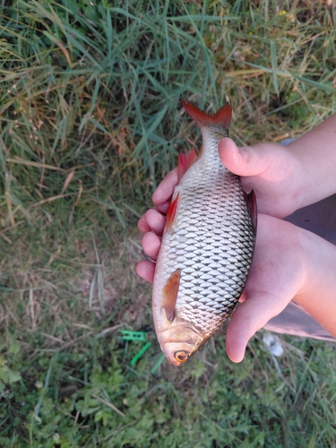 Common Rudd