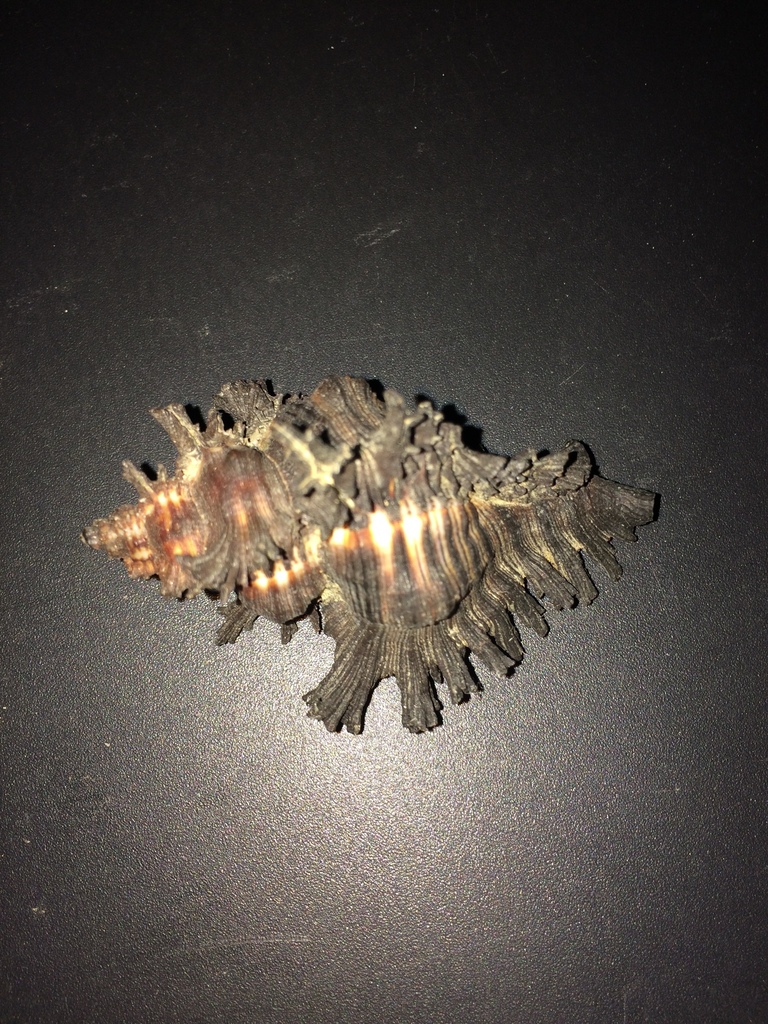 Adusta murex