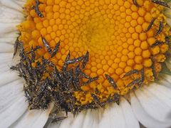 Suocerathrips linguis