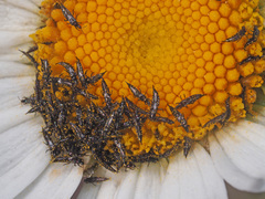 Suocerathrips linguis