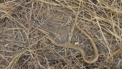 Short-snouted Grass Snake, Psammophis brevirostris