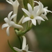 Tuberose - Photo (c) dogtooth77, some rights reserved (CC BY-NC-SA)