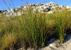 Elegia racemosa