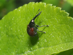 Tatianaerhynchites aequatus