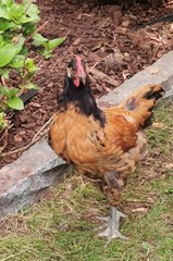 Gallus gallus domesticus