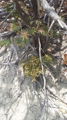 Arceuthobium oxycedri