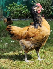 Gallus gallus domesticus