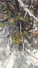 Arceuthobium oxycedri