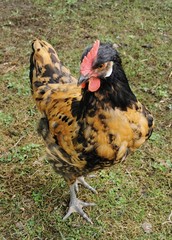 Gallus gallus domesticus