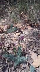 Seseli dichotomum
