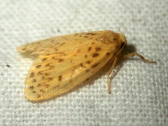 Miltochrista ashleigera