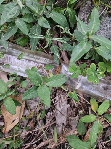 Brunoniella australis, 2026-08-25