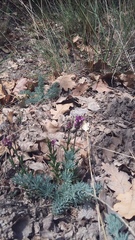 Seseli dichotomum