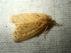 Miltochrista ashleigera