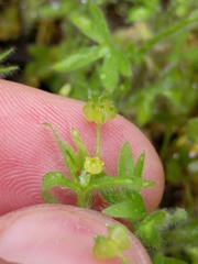 Ranunculus hebecarpus
