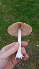 Volvopluteus gloiocephalus