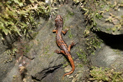 Speleomantes italicus