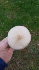 Volvopluteus gloiocephalus