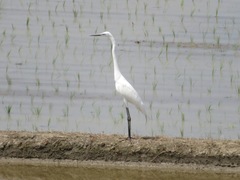 Ardea alba