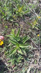 Inula