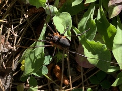 Metaplatybunus