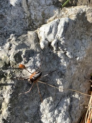 Metaplatybunus