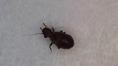 Lepinotus